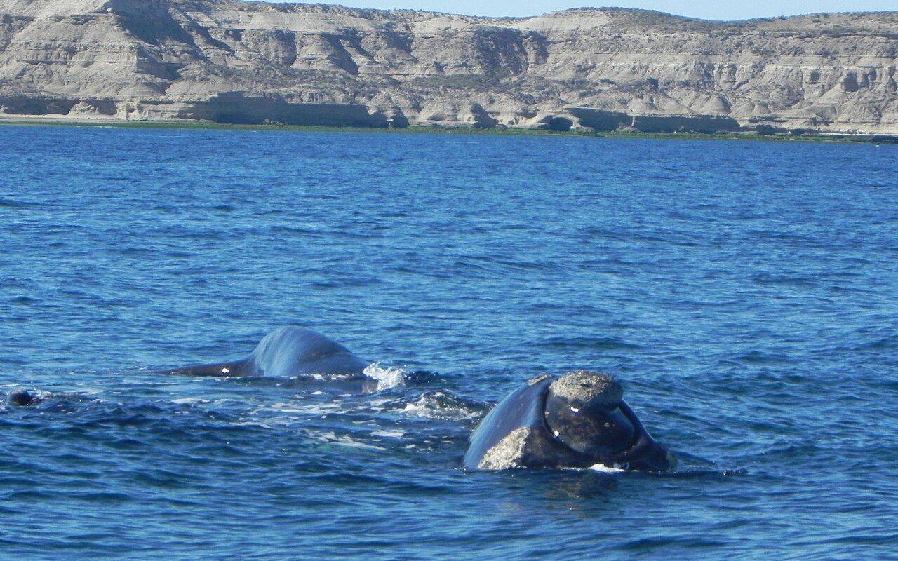 Ballena franca austral en las aguas de la Península Valdés en la Patagonia argentina.