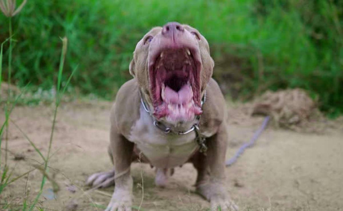 Un niño de cuatro años muere atacado por un pitbull en Buenos Aires